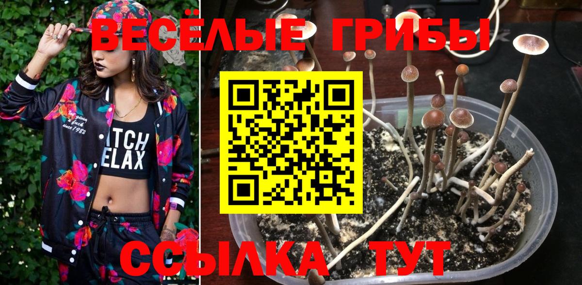 Галлюциногенные грибы Psilocybine cubensis Конаково